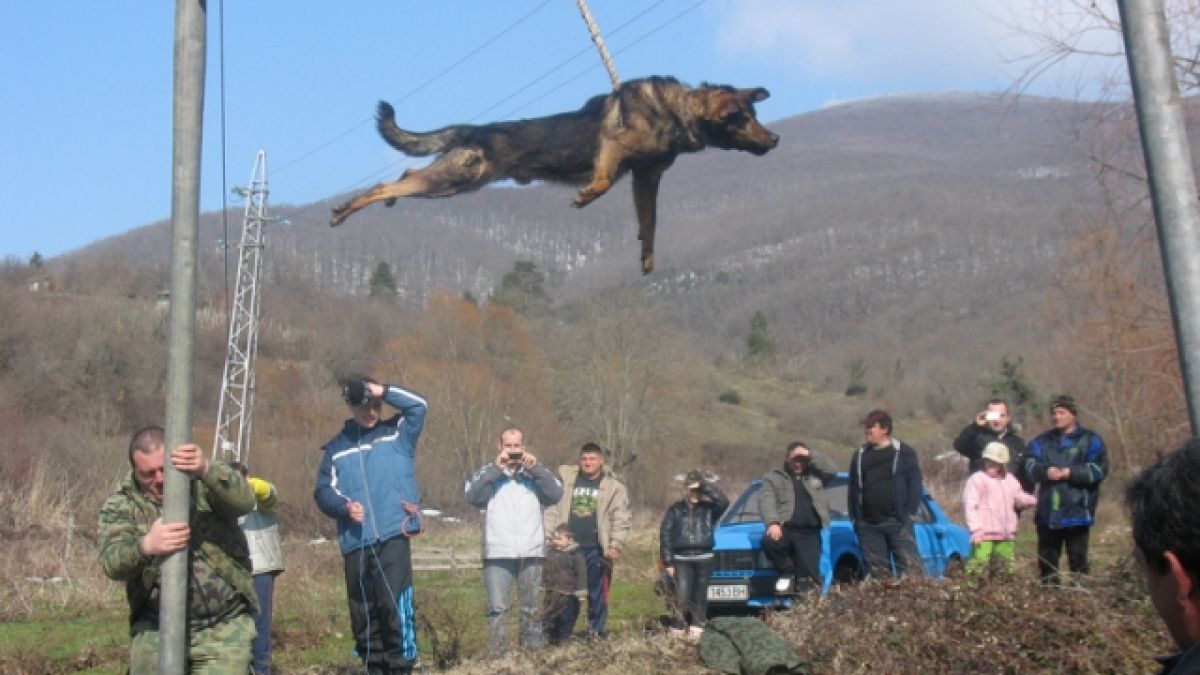 Странджански варвари пак ще се гаврят с кучета