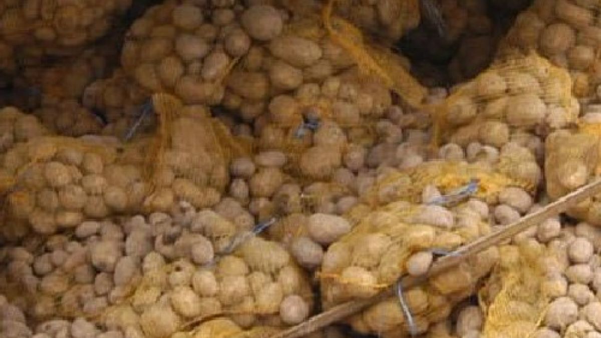 Връщаме 19 тона полски картофи