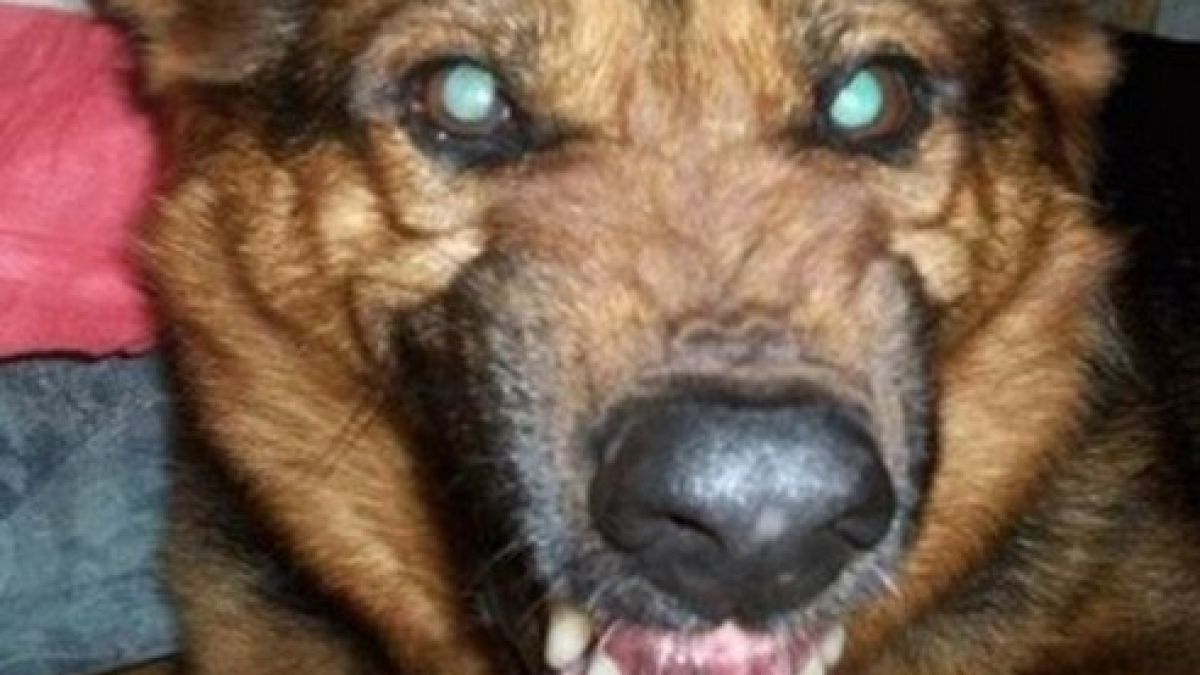 Овчарка наръфа баба