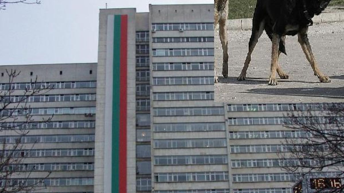 Нахапаният от кучета бере душа във ВМА