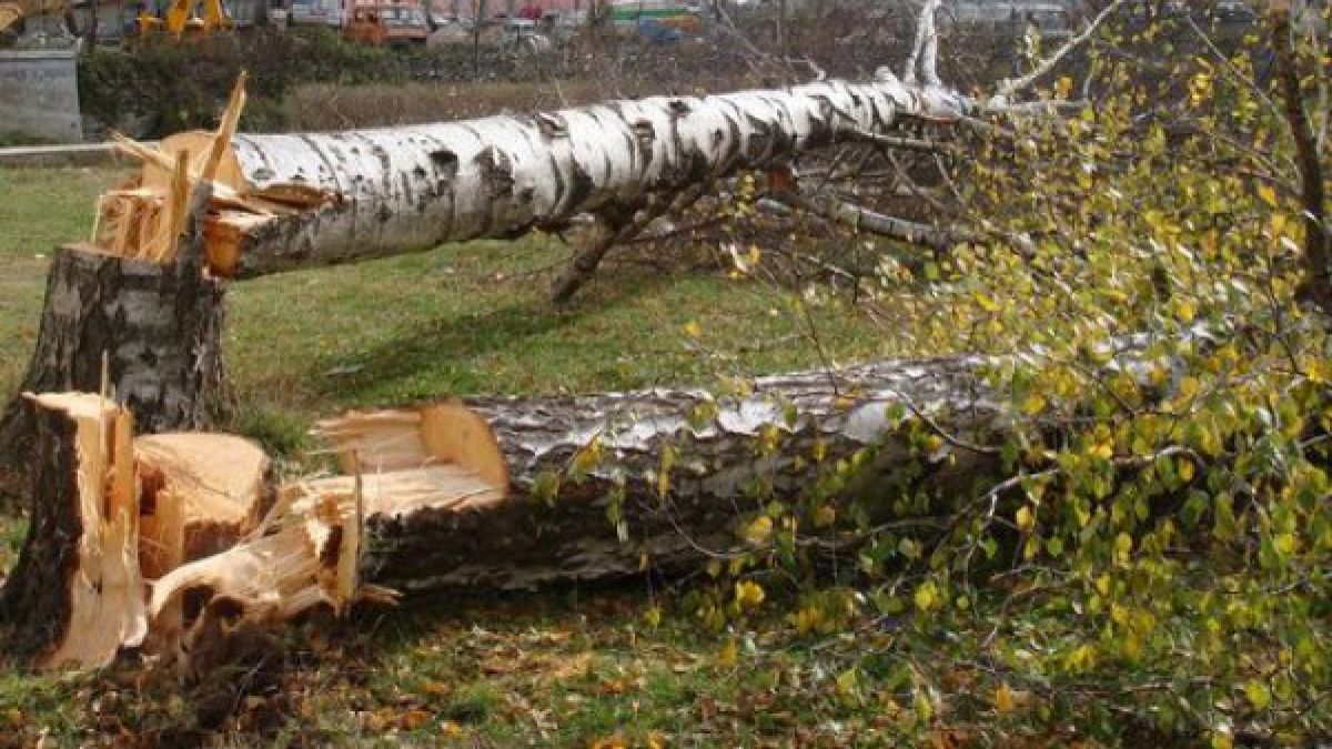 Паднало дърво потроши кола в Русе 