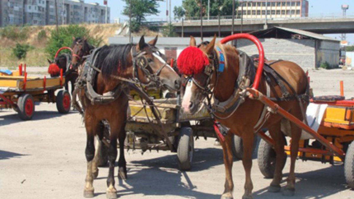 НАП разпродава на търг каруци