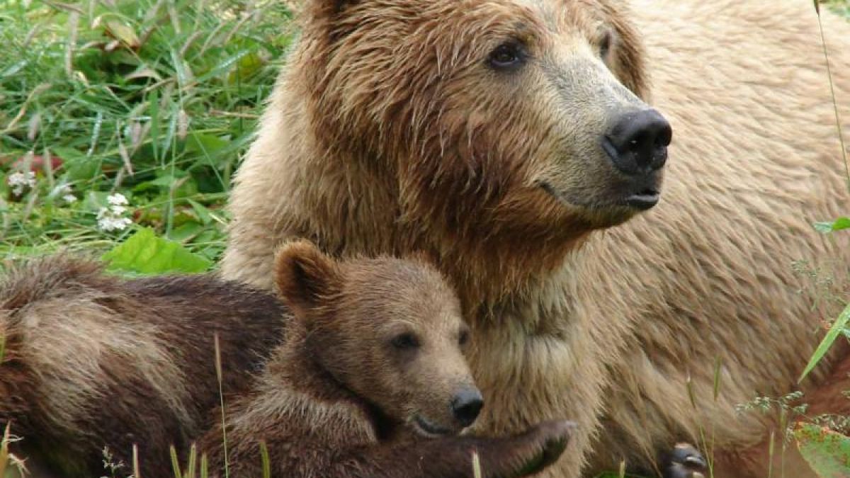 Мечка нахапа жена, докато брала гъби