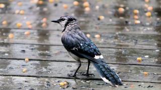 Вижда се краят на горещниците