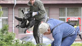 39 жертви на помияри само за месец