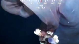 Чудовищна медуза втрещи океанолозите (ВИДЕО)