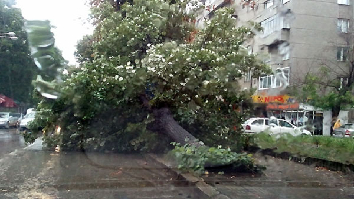 Дърво затисна двама в автомобил край Петрич