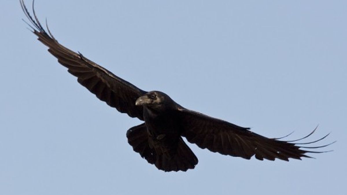 Перничанин преди труса: Черен гарван кълвеше стъклото на прозореца ми 