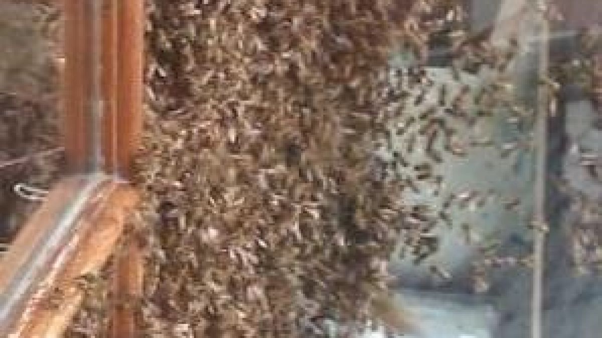 Рояк пчели нахлул в болницата в Хасково