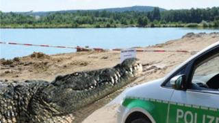 Хайка за еднометров крокодил в Германия 