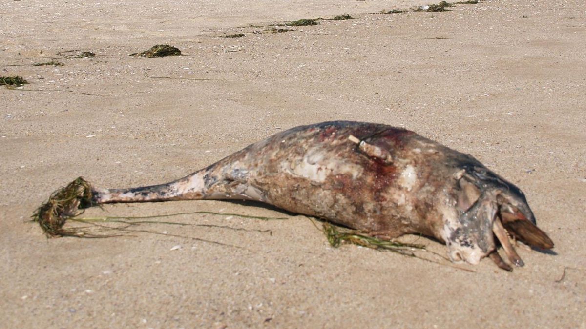 Нови два мъртви делфина изхвърли морето