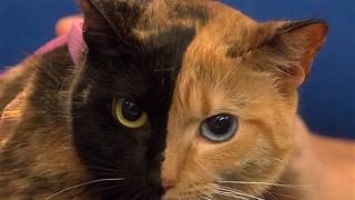Ужас: Котка уби спящо в количката си бебе