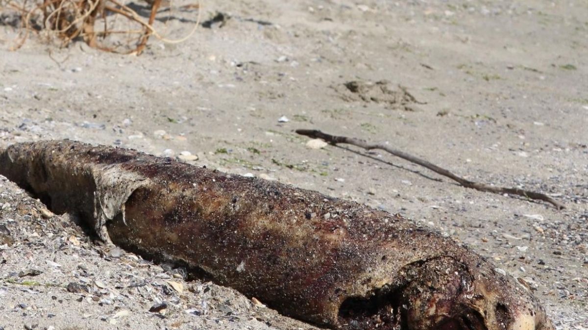 Десетки мъртви делфини изхвърли морето