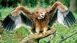 Градовете в България, които са кръстени на животни