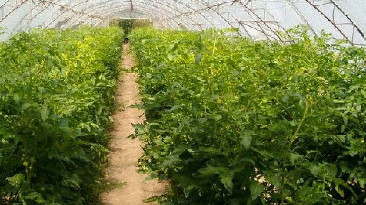 Българските работници в Калабрия прецакани с 200 000 евро 