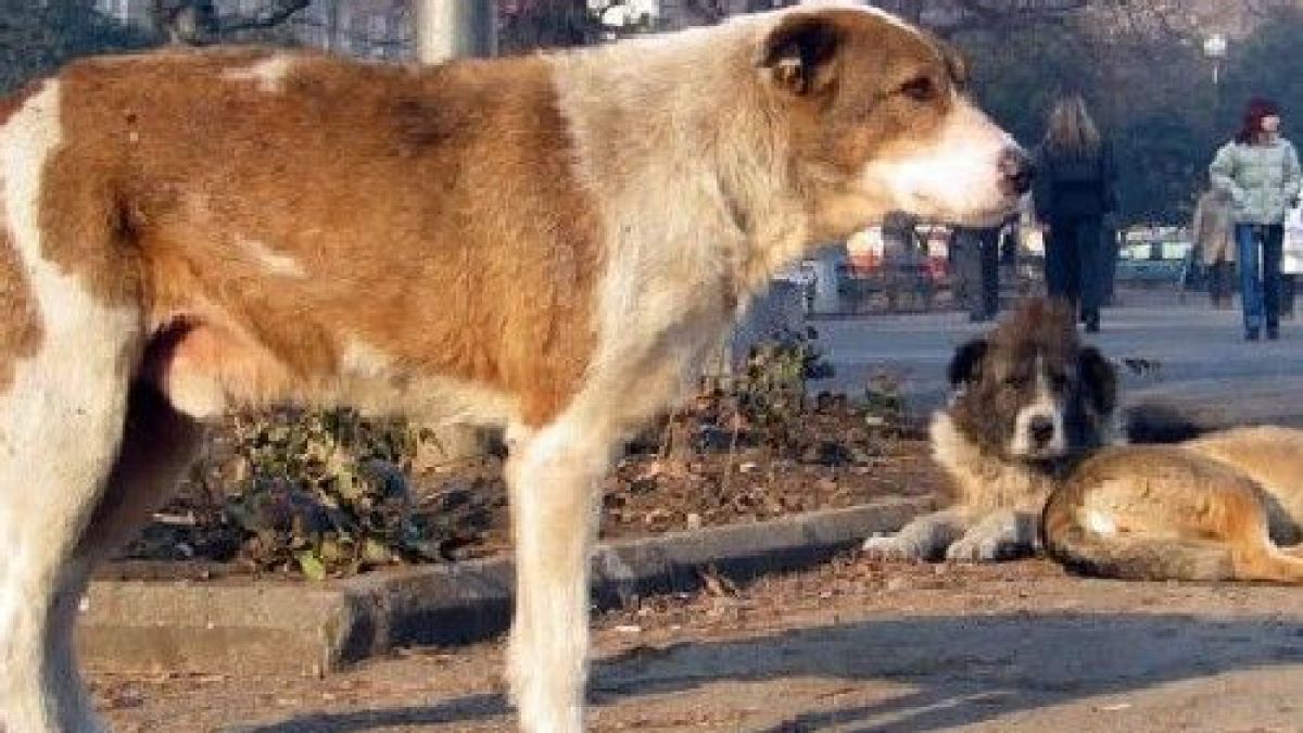 Доктор: Ударихме с чук куче, за да спре да ръфа жена 