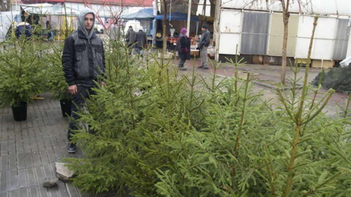 Внимание! Купувайте само елхи с печат