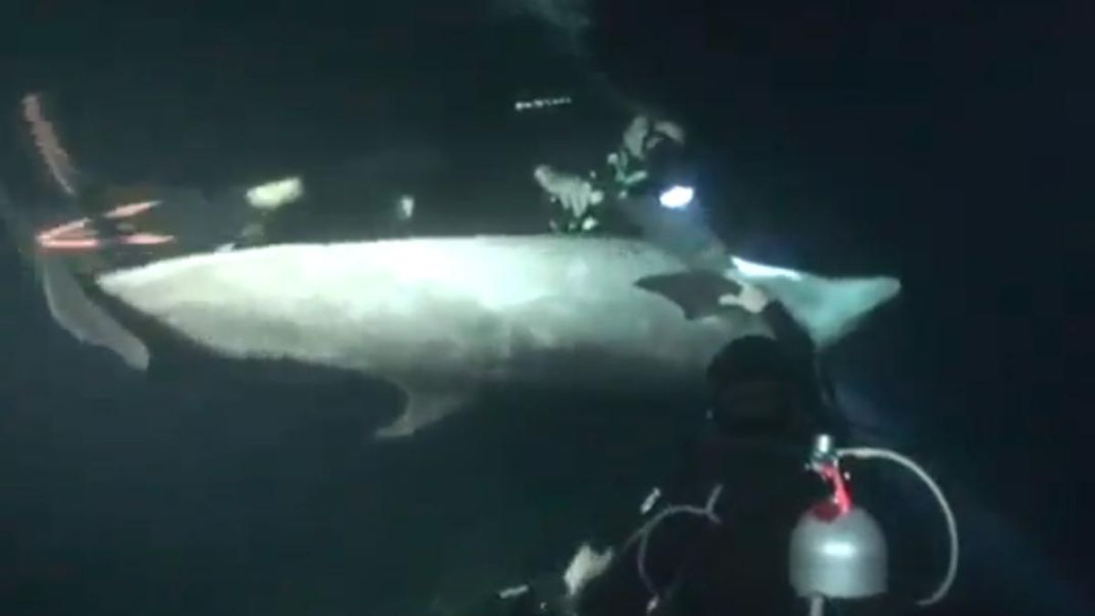 Ранен делфин моли водолаз за помощ (ВИДЕО)