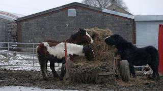 Над 3 тона месо от кланица в Харманли ще бъде унищожено