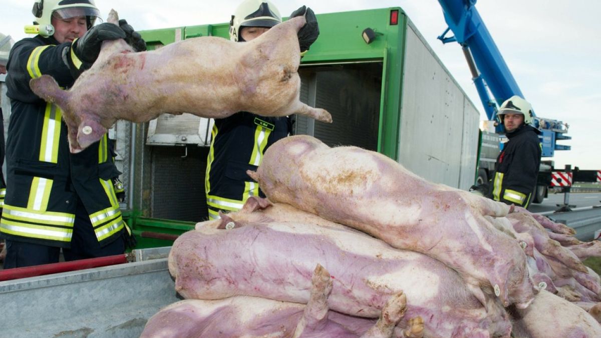 Хранят лъвовете в Разград с прасета, сгазени при катастрофа