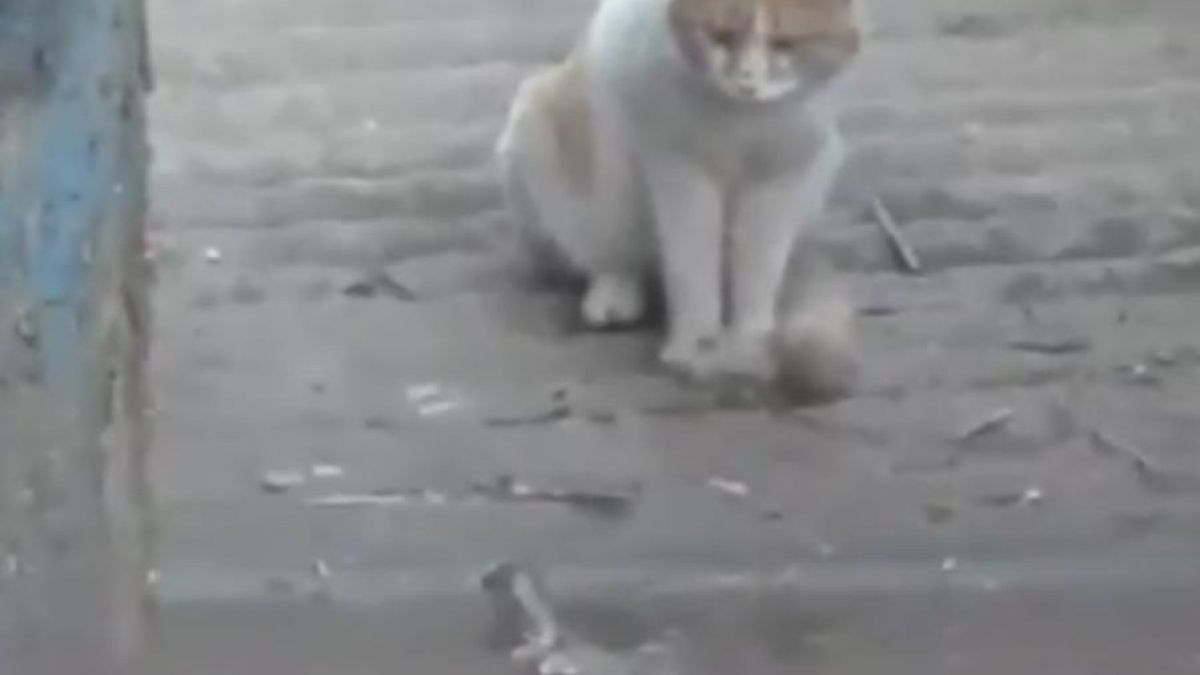 Котка отблъсна с нокти атака на крокодил (ВИДЕО)