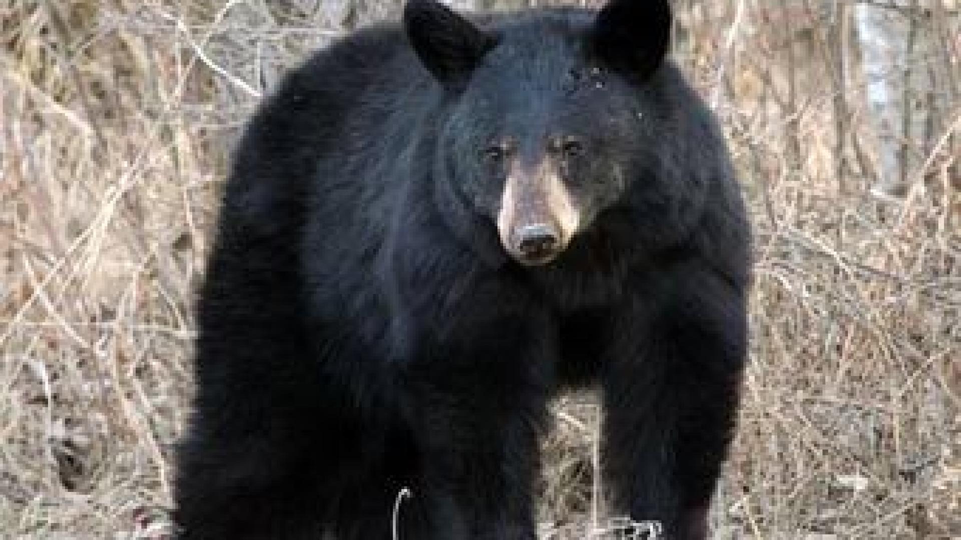 Свиреп звяр сее смърт в Родопите 
