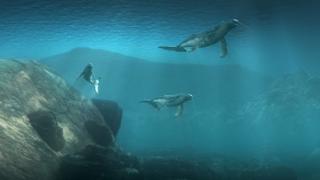 Безплатни прожекции на 3D филми на National Geographic в София