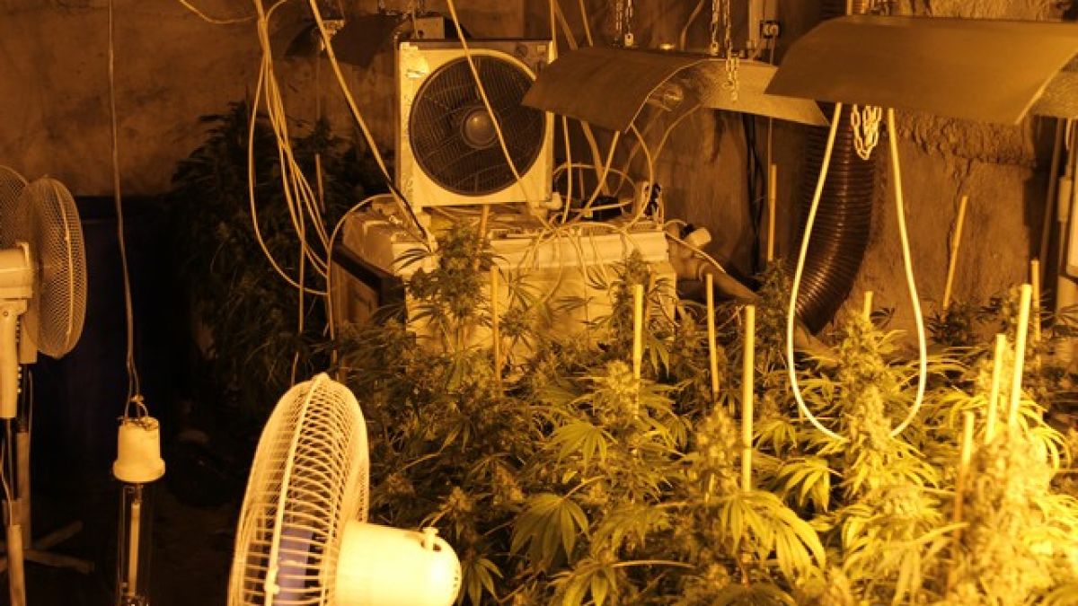 Бандити обърнаха софийска къща в оранжерия за марихуана