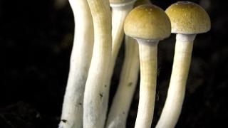 Мъж се дрогира с гъби, откачи и си откъсна пениса пред училище