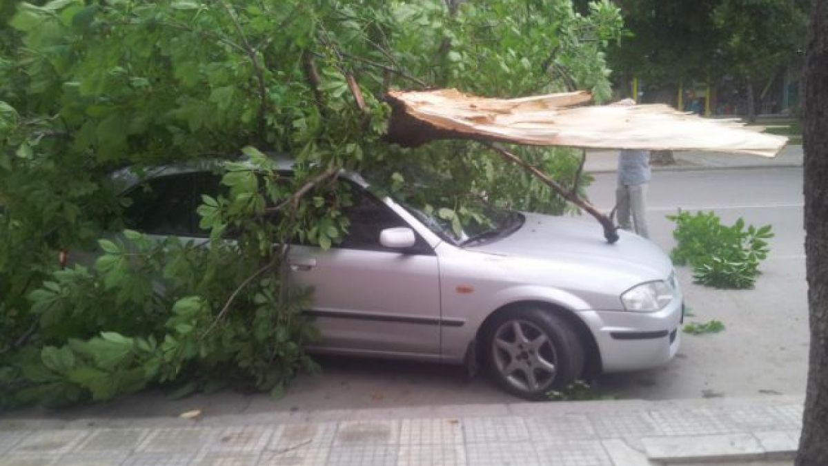 Дърво се стовари върху кола в движение