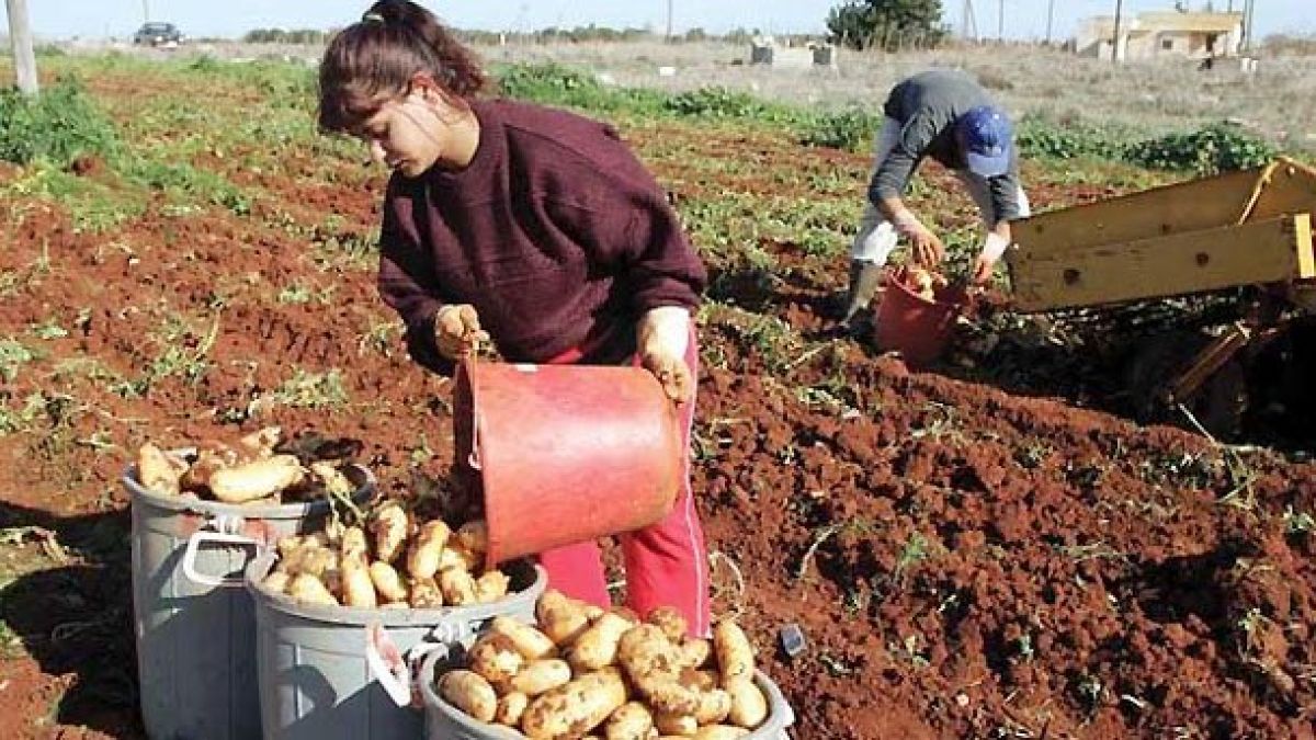 Черната Златка фалира стопанства в България