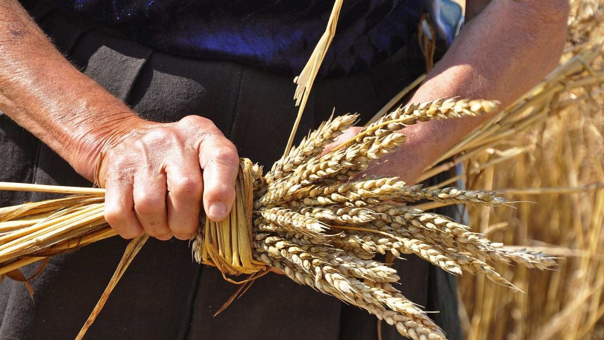 Цената на житото падна до 280 лв. за тон 