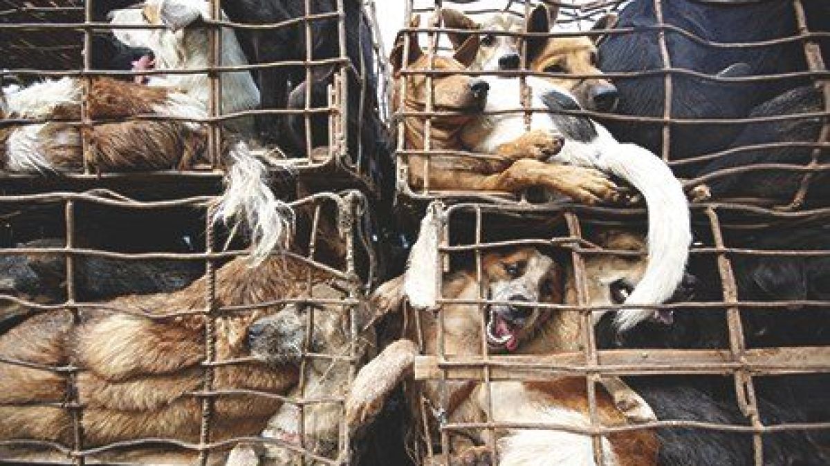 Майка и дете преживяха истински ужас заради глутница кучета в София