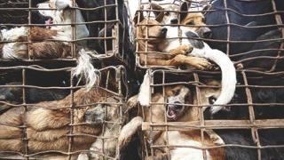 Майка и дете преживяха истински ужас заради глутница кучета в София