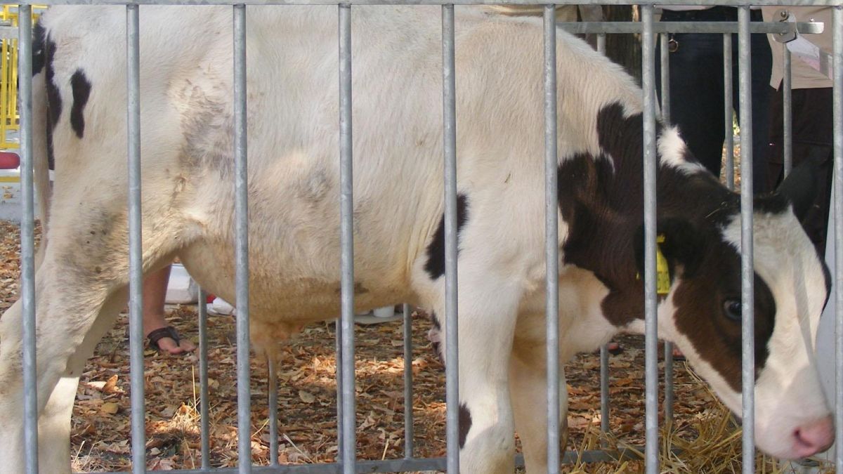 Фитнес за кучета поведе класация за безсмислено харчене на европари