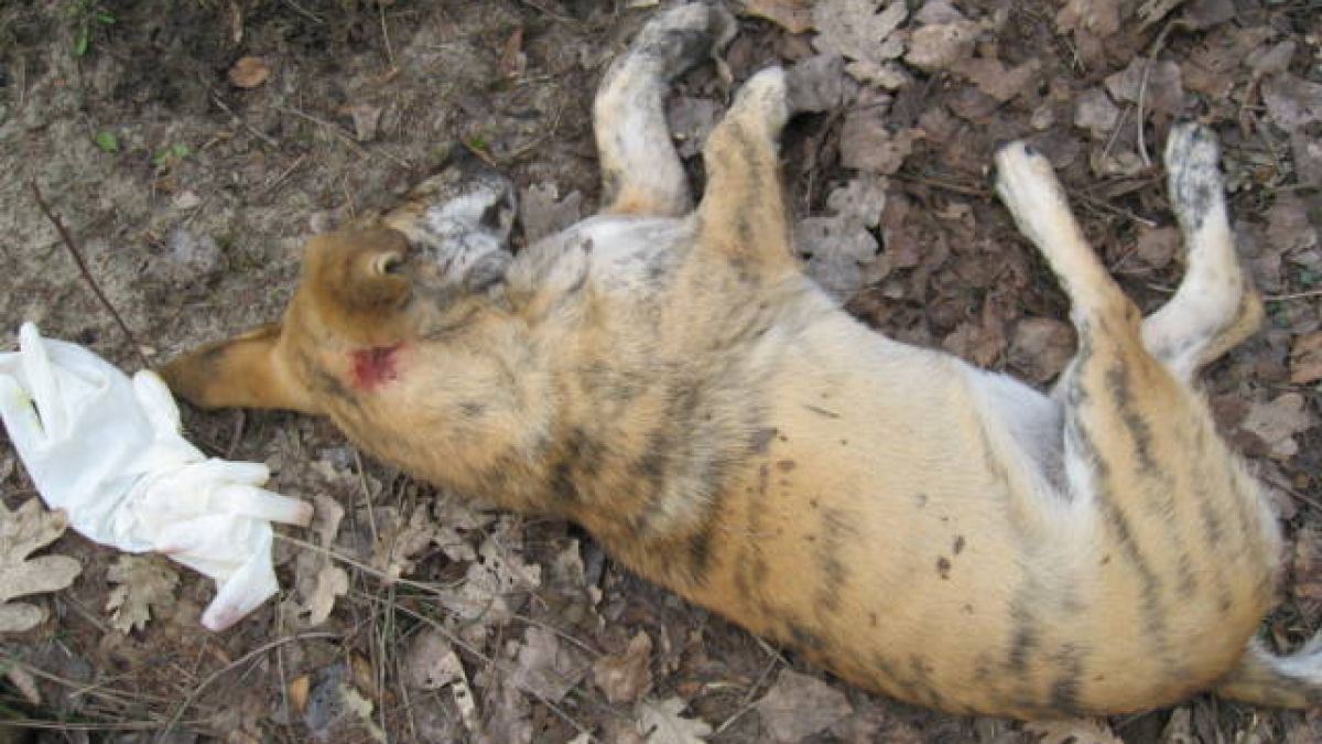 В Сапарева баня стрелят на месо, убиват домашни кучета 