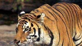 Тигър отвлече млада булка пред очите на майка й