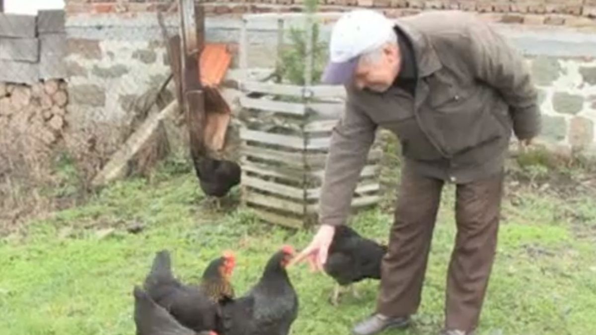 Инженер отгледа кокошка, която снесе яйце с 3 жълтъка  