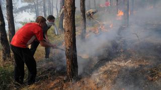 Половината ни държавни гори ще имат сертификат след... 10 години