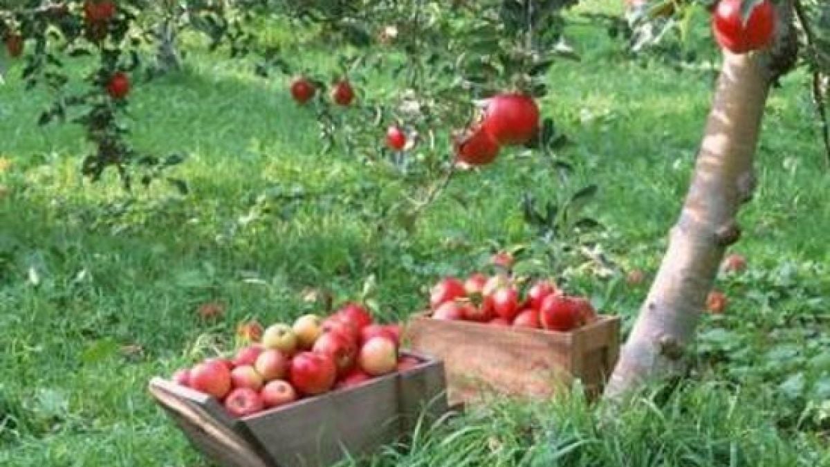 Ябълки чудо забременяват жени в Асеновград