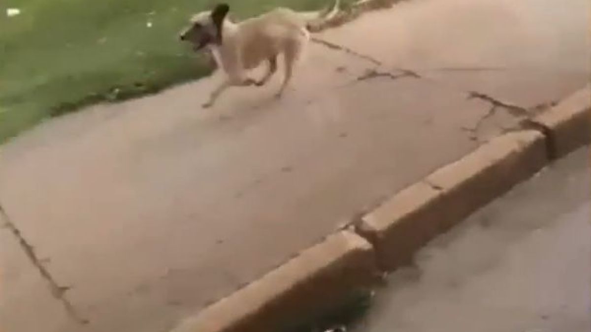 Вижте колко може да е вярно кучето на стопанина си, дори той да е бездомник (ВИДЕО)