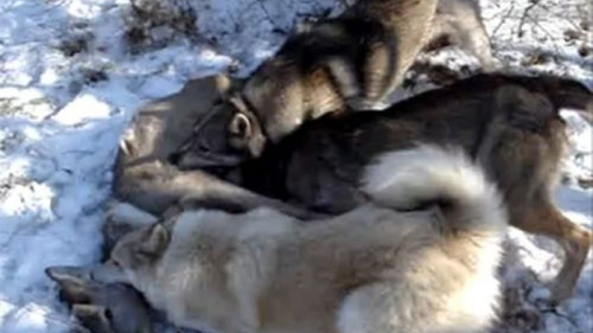 Шокиращо ВИДЕО: Бракониери с вълкашини ловуват безнаказано сърни