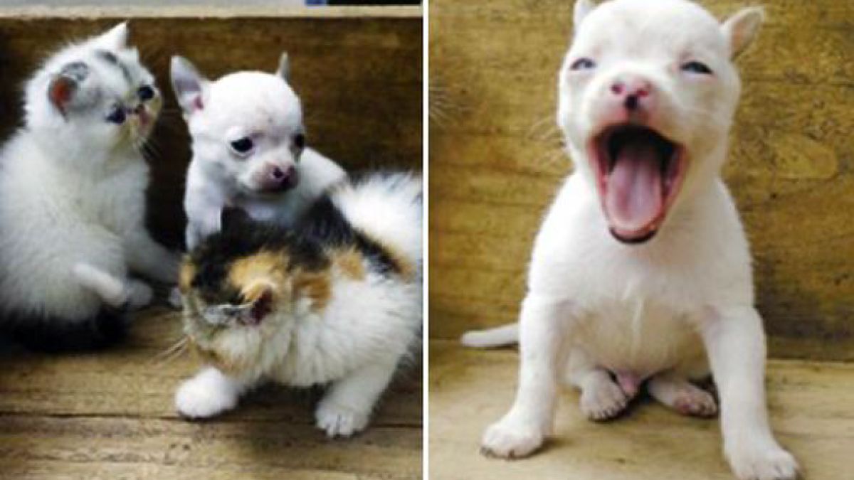 Котка роди куче