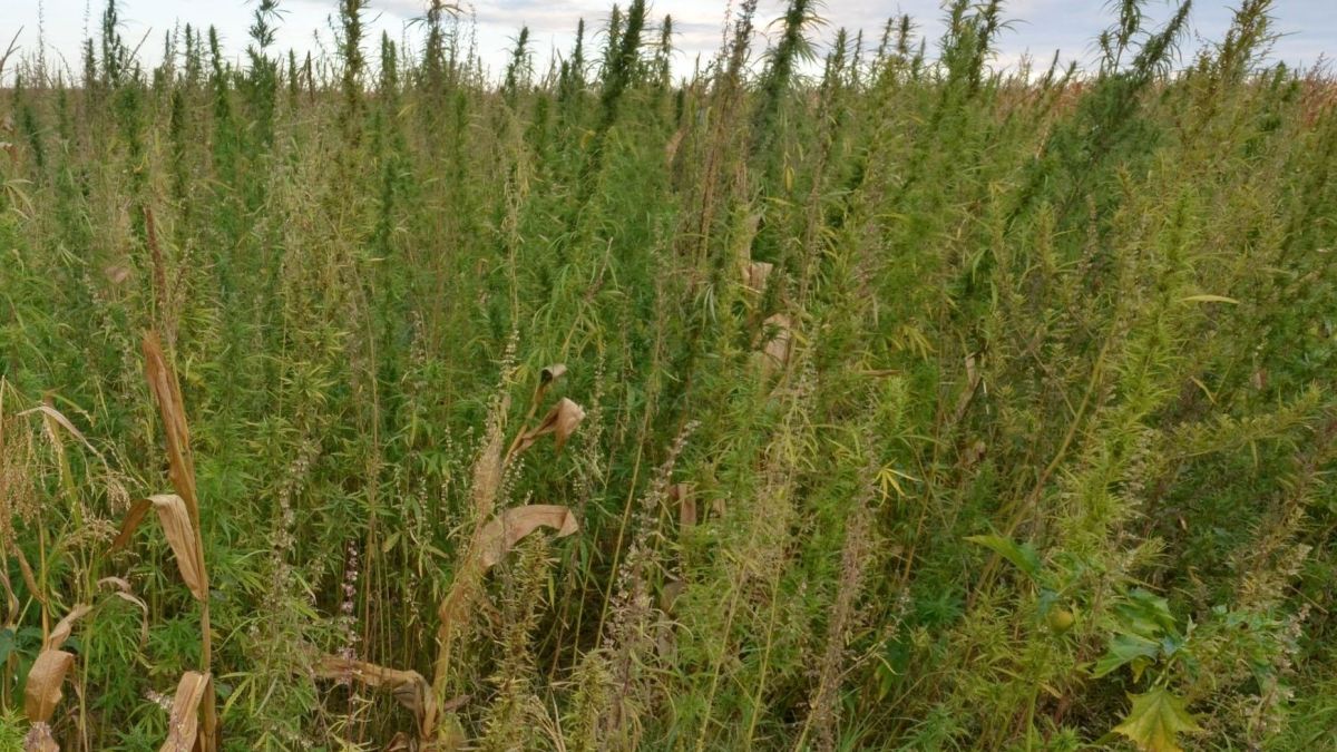 Нахлуха в дома на баба Сталинка, взеха ѝ 200 патрона и 2 кила марихуана