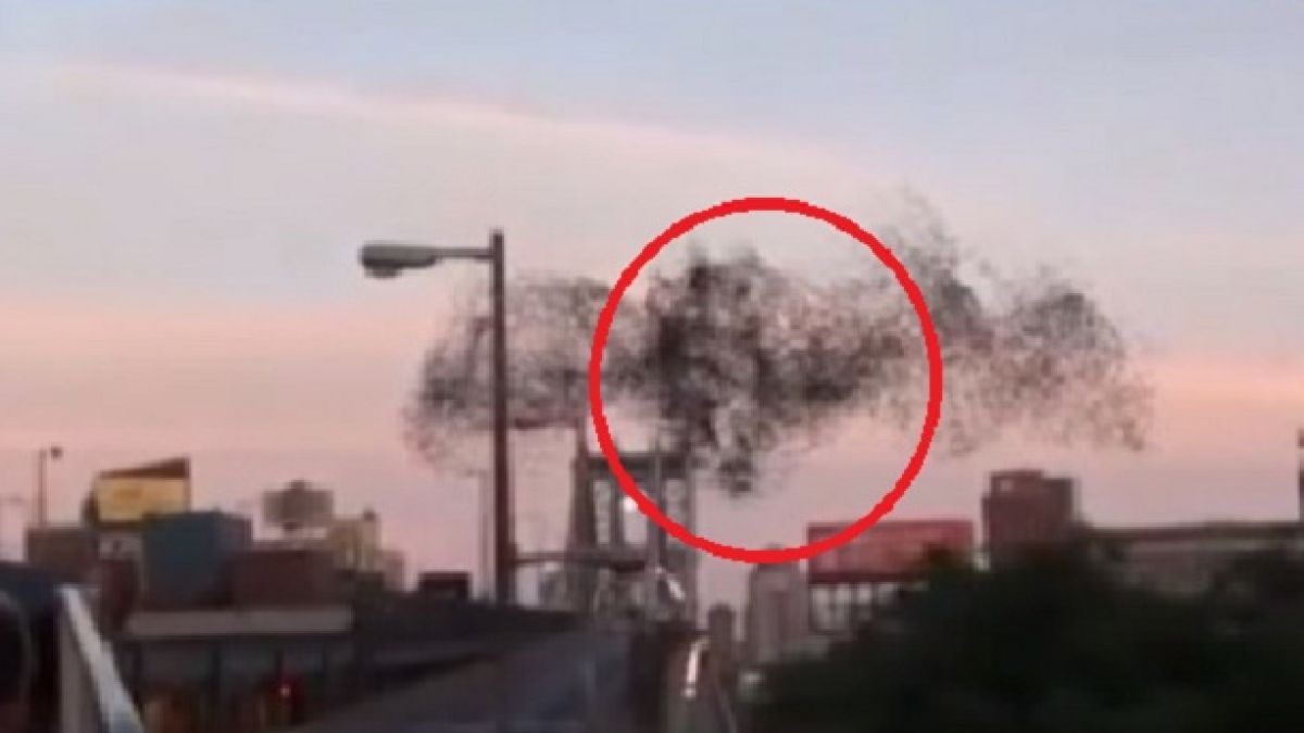 Ято птици очерта лика на Путин в небето над Ню Йорк (ВИДЕО)