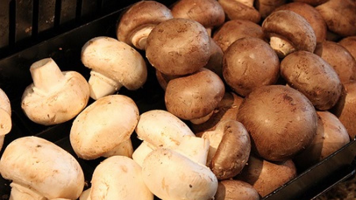 Учени откриха ядлива гъба, която ще направи чудеса с мозъка ви