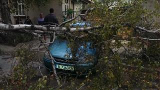 Варненци се жалват пред БЛИЦ: Падат дървета, по чудо още няма жертви!