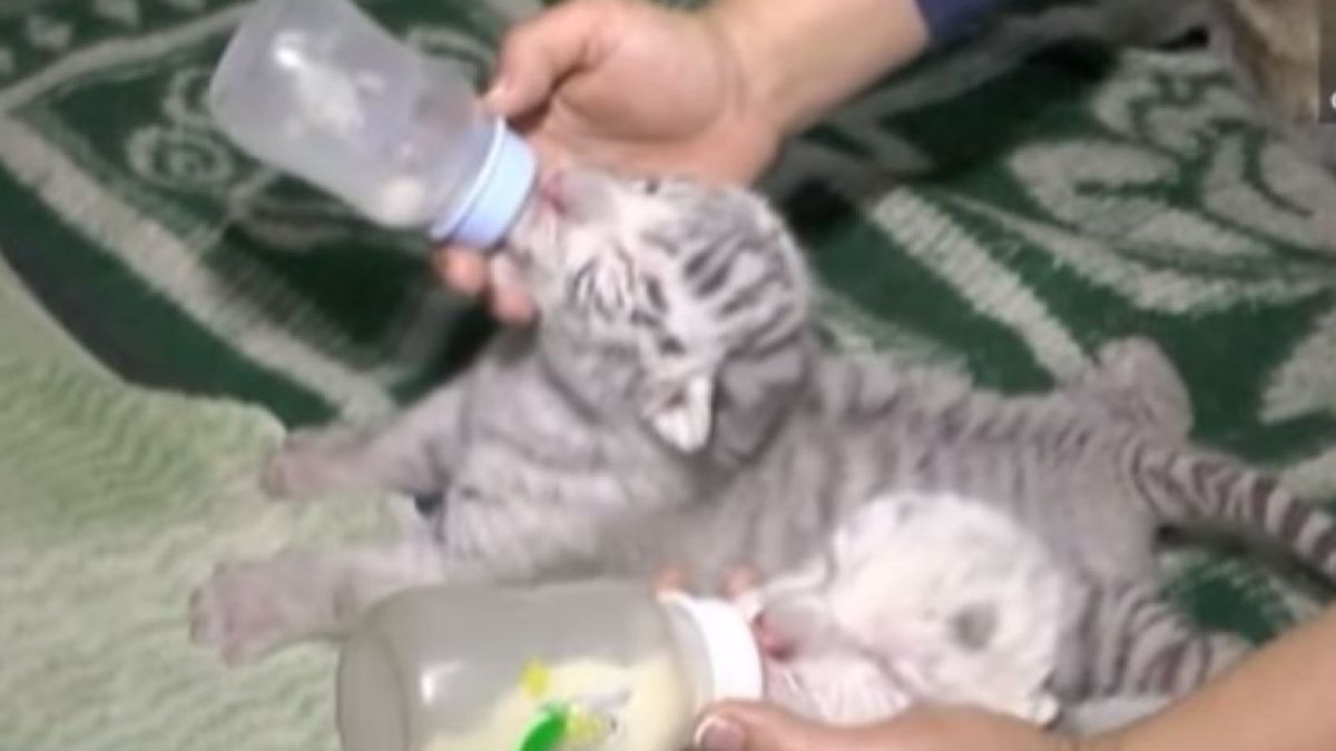 Уникално: Три бели бенгалски тигърчета се родиха в Крим (ВИДЕО)