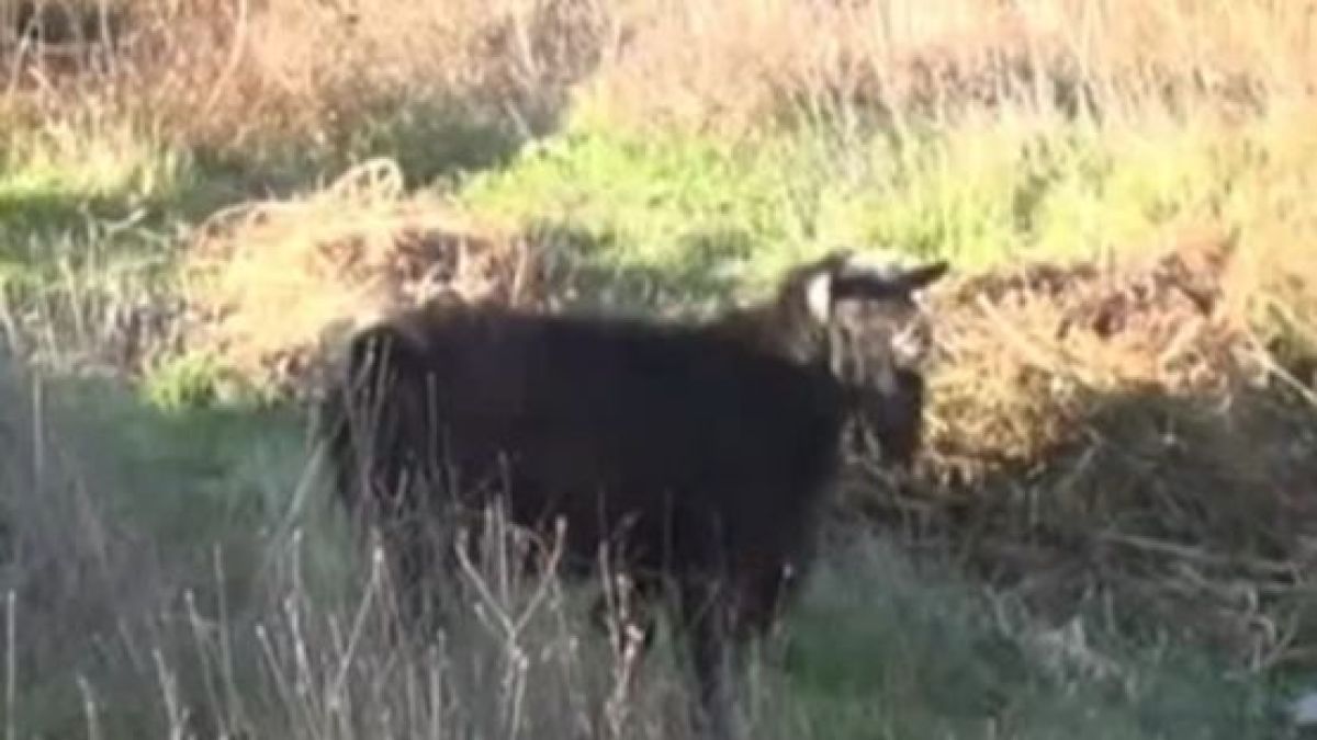 Бай Борис близо час се борил с агресивния пръч Петко (ВИДЕО)