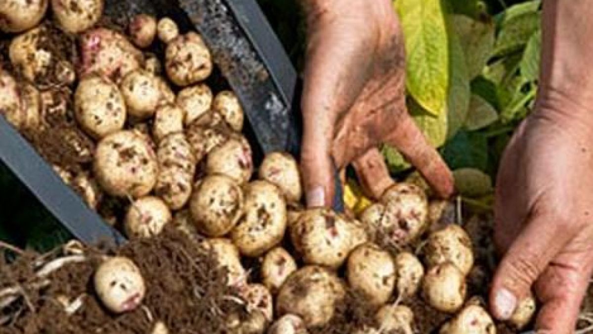 НАСА ще сади картофи в марсианска почва
